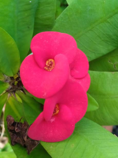 istock Euphorbia milii 1787686229