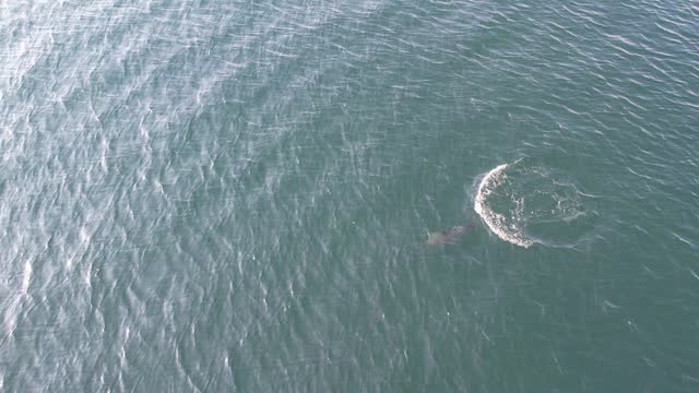 Aerial view of harbour porpoise breaching the surface