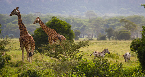 istock two giraffes and a couple of zebras 178768731