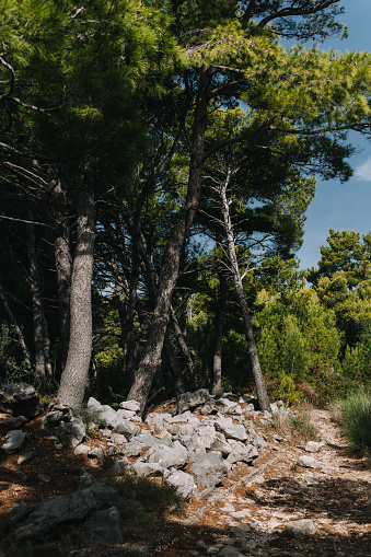 Amazing green cedar trees on a hill on a sunny day. Montenegro.