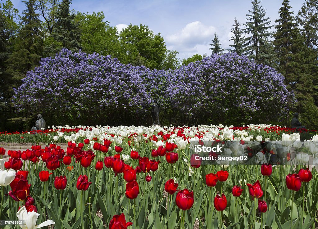 Тюльпаны и lilacs в весенний сад - Стоковые фото Без людей роялти-фри