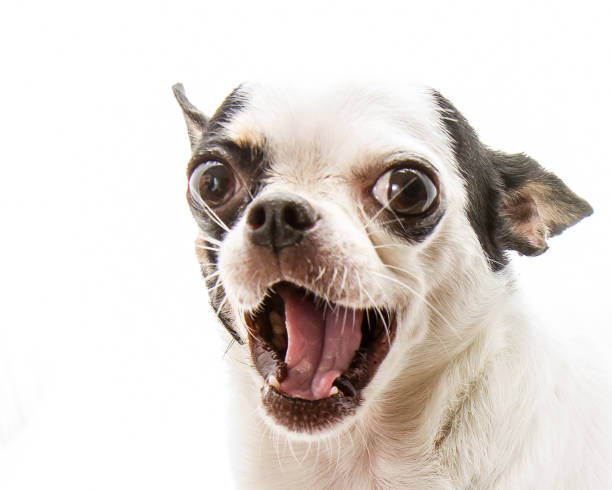 istock Chihuahua dog 178769053