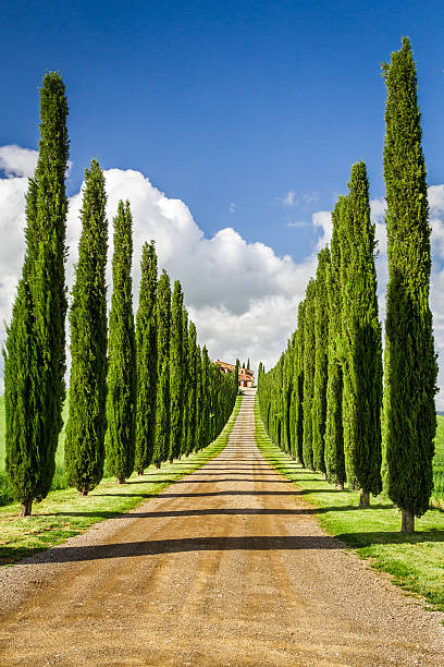 istock Road to agritourism in Tuscany between cypresses 178769093