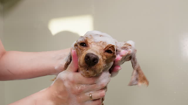 Female groomer cleaning poodle with foam wash at pet spa