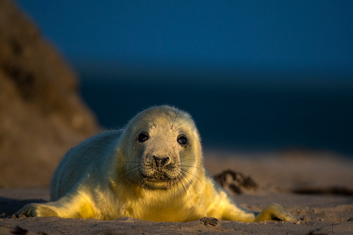Amazing seals of the dune in Helgoland.