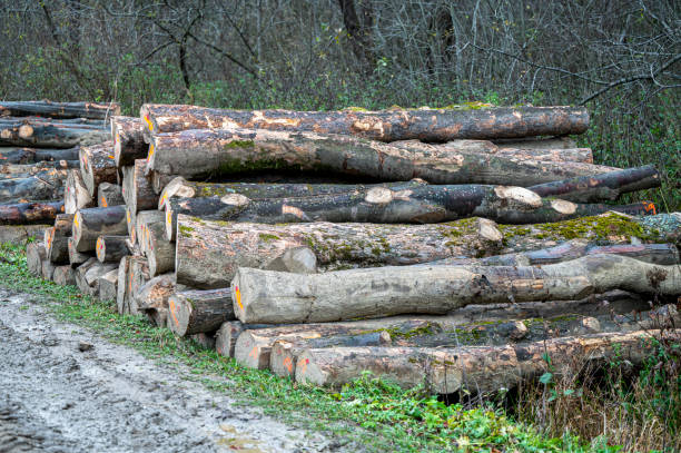 istock Stack of Sycamore maple (Acer pseudoplatanus) wood. Carpathian Mountains, Poland. 1787693697