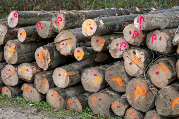 istock Stack of common beech (Fagus sylvatica) wood. Carpathian Mountains, Poland. 1787694157
