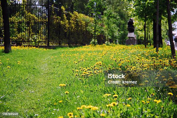 Dandelions Pole - zdjęcia stockowe i więcej obrazów Bez ludzi - Bez ludzi, Dzień, Dziki kwiat