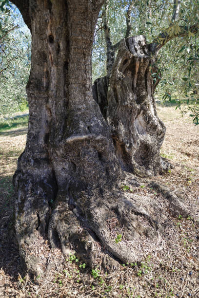 istock Centuries-old olive tree trunk, Puglia, Italy 1787694916