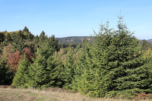 September 09, 2022, Willingen: View of the autumnal high heath of the municipality of Willingen in the Sauerland