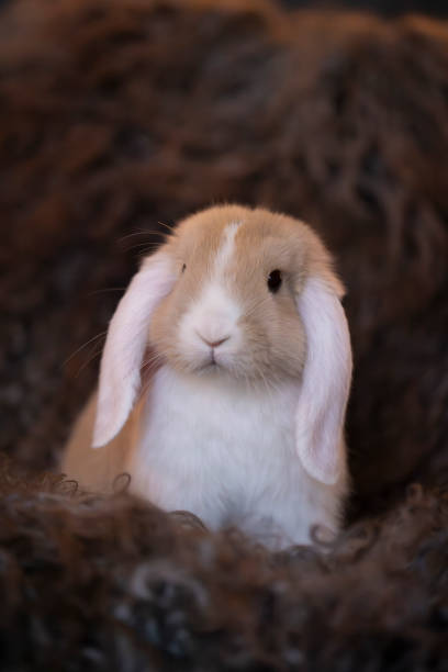 Cute baby bunny stock photo