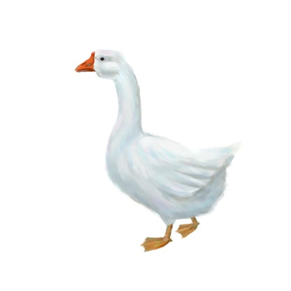 Picturesque illustration of white geese. Square format