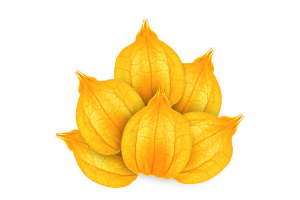 Physalis, also known as ground cherries, Inca Berry, Cape gooseberry and golden berry is a small fruit containing vitamin A and C, calcium and iron.  These are being sold at a Cape Cod farmers market.