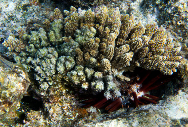 photo of pencil urchin hidden behind corals - green sea urchin fotos imagens e fotografias de stock