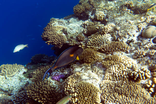 istock A view of acanthurus sohal fish among corals 1787696789