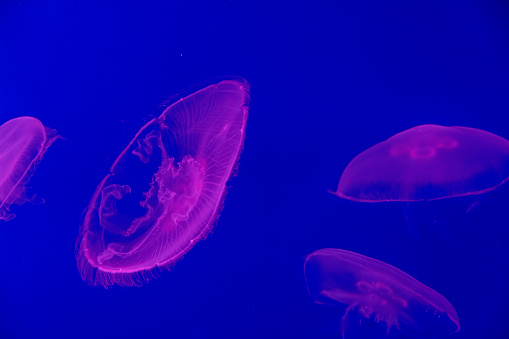 A group of jellyfish swims in the deep blue water in Orlando, Florida.