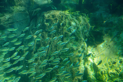 An underwater view of a school of fish swimming past some rocks in Orlando, Florida.