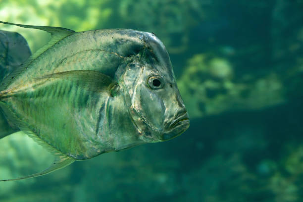 istock Underwater View of an Atlantic Moonfish 1787696893