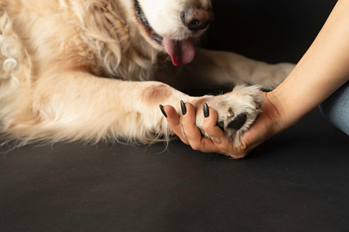 Front view of Golden Retriever touching a womans hand in front of black background.