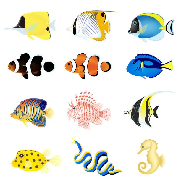 Vector illustration of The beautiful sea fish set isolated on white background