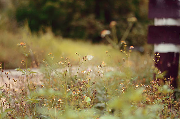 Farfalla su un fiore - foto stock