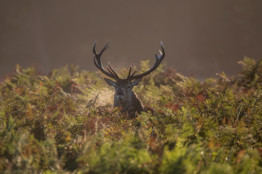 Beautiful photo of Red Deer Cervus Elaphus in Autumn sunrise landscape with golden sun glow during rutting season