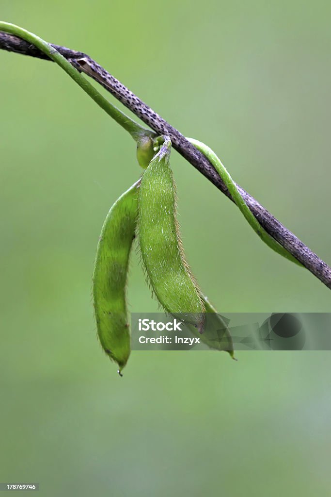 ワイルド legumes 植物 - アジア大陸のロイヤリティフリーストックフォト