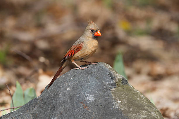 istock Female Northern Cardinal 178769780