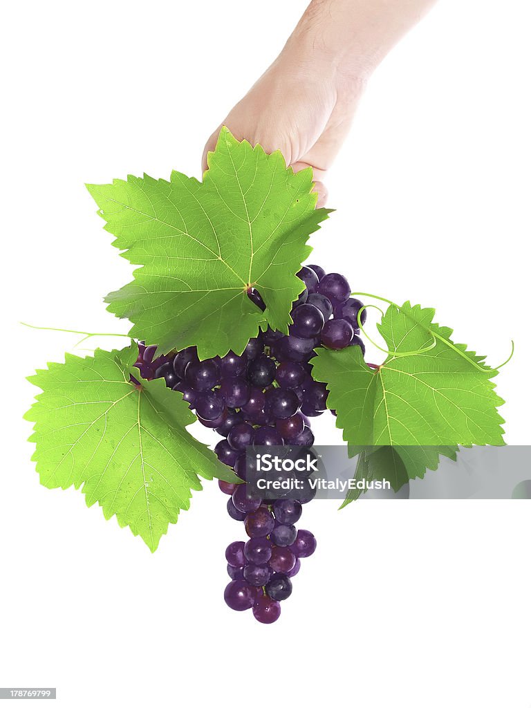 Filial de preto uvas segurar na mão. - Foto de stock de Baga - Parte de planta royalty-free