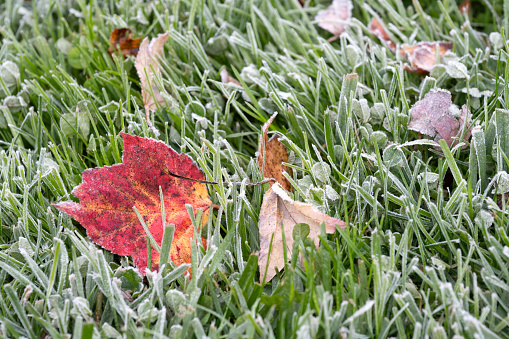 Fallen leave and grass with frost