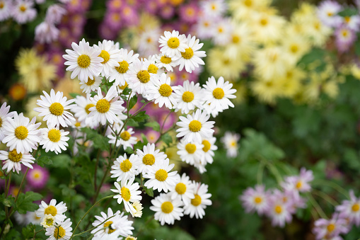 Blooming aster in Autumn