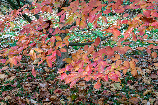 Yellow leaves on the branch in autumn season. Ataturk Arboretum in Istanbul, Turkey. Focus on leaves.