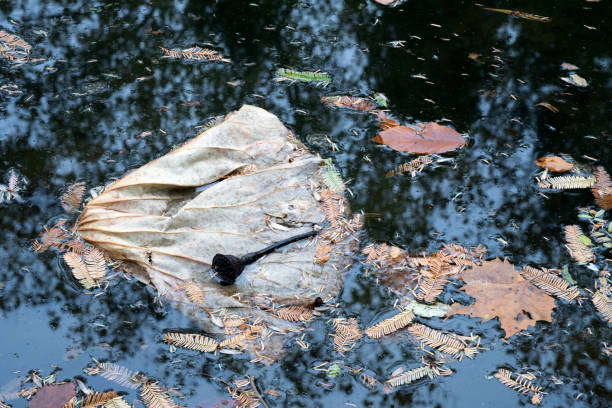 Waterlily pond in late Autumn