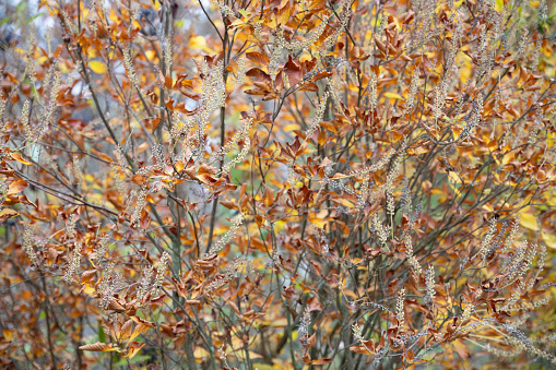 Dry plants in botanical garden of Villa Taranto by Lago Maggiore during Fall, Verbania, Italy. 