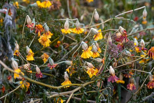 Wilted flowers in late Autumn