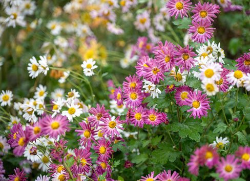 Pink bushy aster flower in a garden environment. Aster dumosus Rosenwichtel texture background.