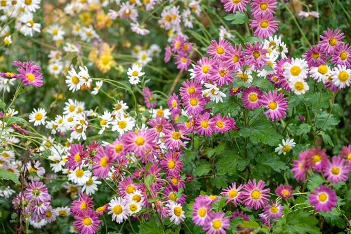 Aster in Autumn garden