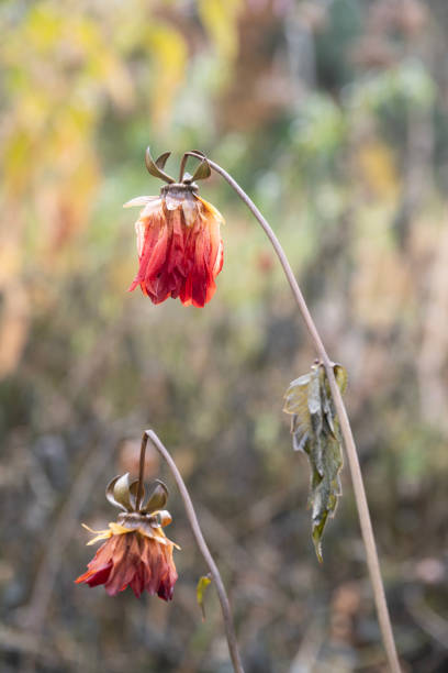 istock Wilted flowers in late Autumn 1787699572