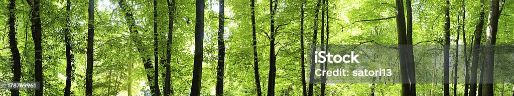 Young bosque - Foto de stock de Aire libre libre de derechos