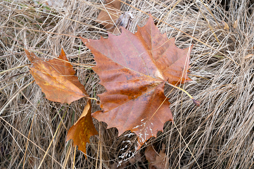 Fallen leave on grass