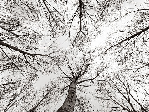 Bare trees, tall, photographed from below in diminishing perspective. Black and white.