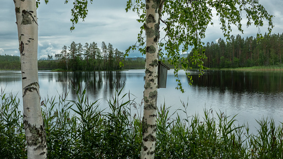A beautifully situated, idyllic lake surrounded by forests. Birch trees in the foreground. The photo was taken in central Sweden