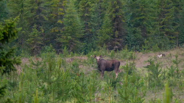 istock A lonely moose in the woods 1787701196