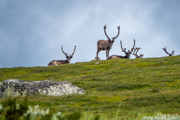 istock Group of reindeer on top of a hill 1787701220