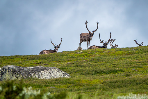 A Reindeer standing or walking on a plateau in the mountains of Norway. Surrounded  by rocks and moss