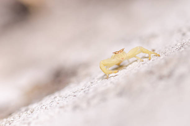 istock Crab spider in green nature 178770732