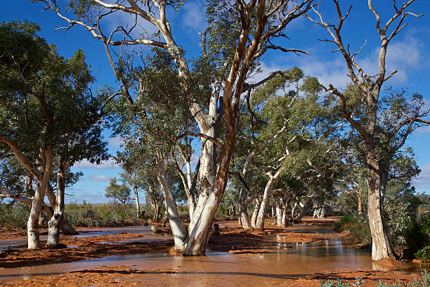 istock Water in the Australian outback 178770743