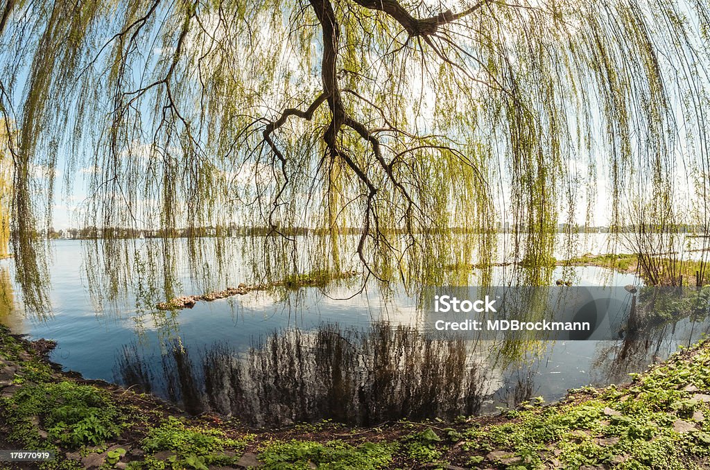 Salix babylonica Weeping willow viewed from a fish-eye perspective Weeping Willow Stock Photo