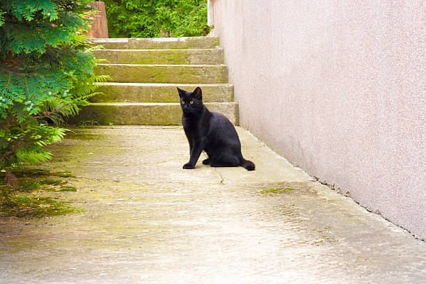 Gatto sul marciapiede - foto stock