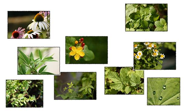 plantes médicales - jiagoulan photos et images de collection